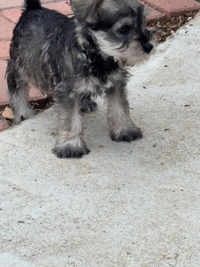 Miniature Schnauzer Puppies media 10