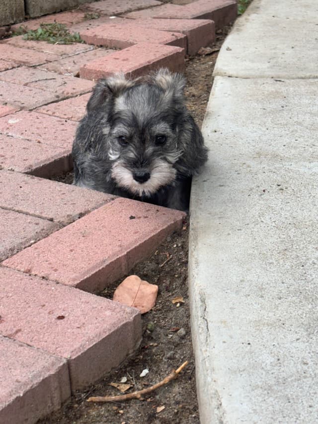Miniature Schnauzer Puppies media 11