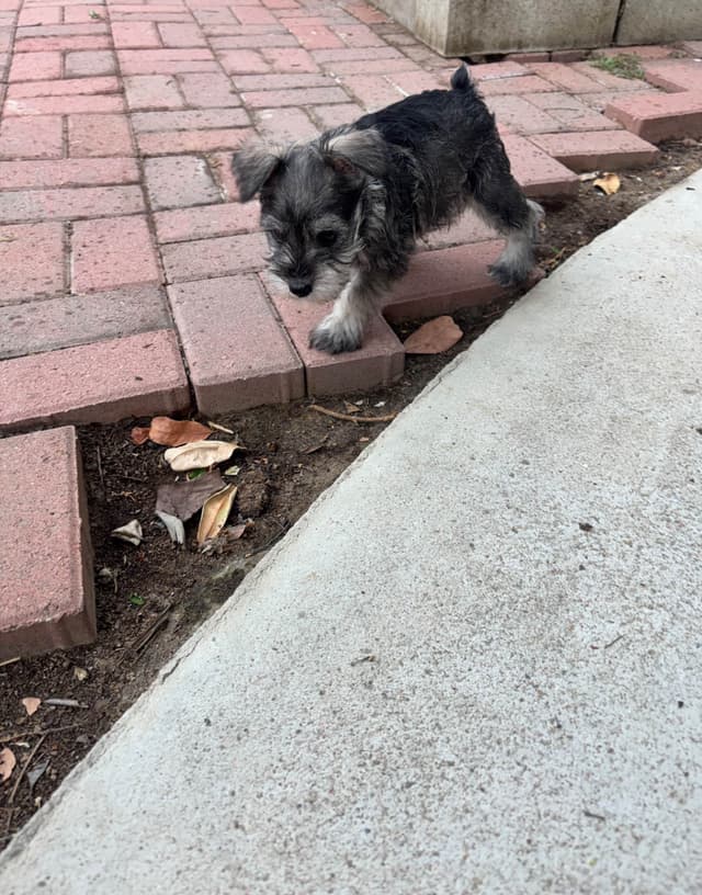 Miniature Schnauzer Puppies media 12