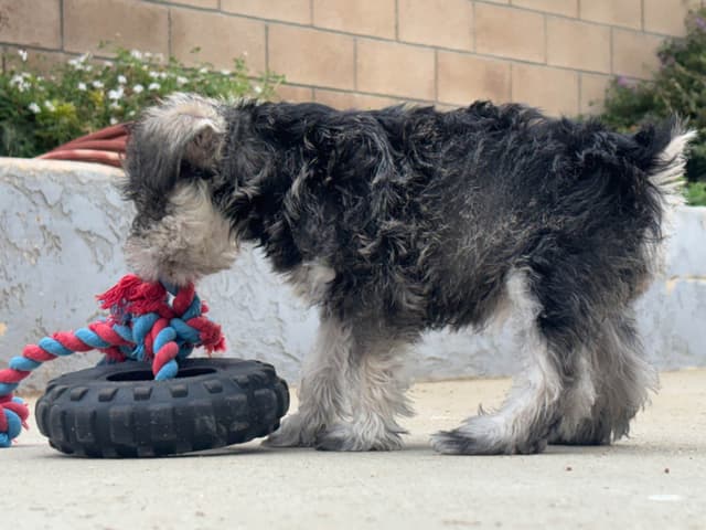 Miniature Schnauzer Puppies media 13