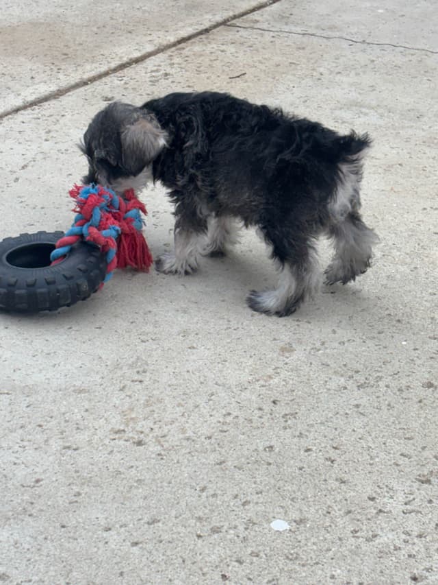 Miniature Schnauzer Puppies media 14
