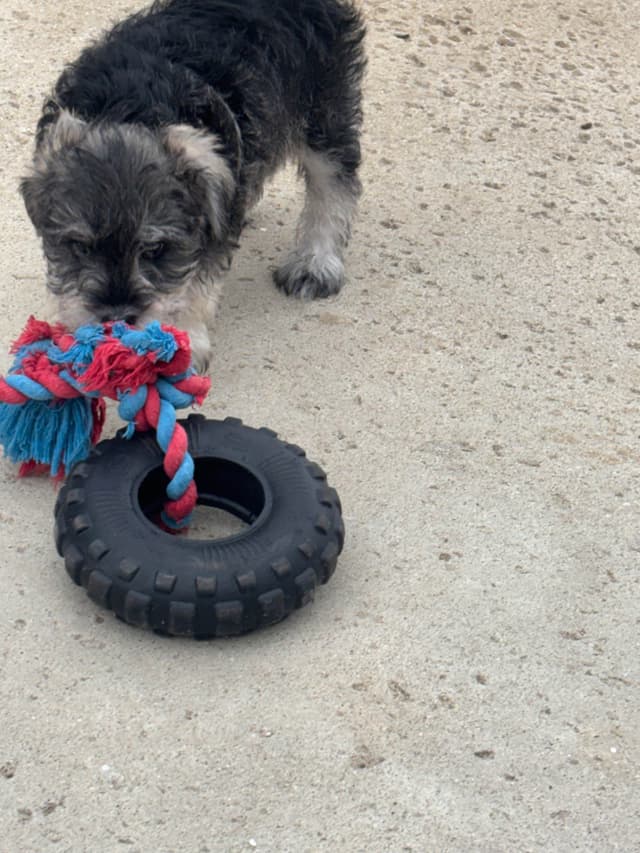Miniature Schnauzer Puppies media 15