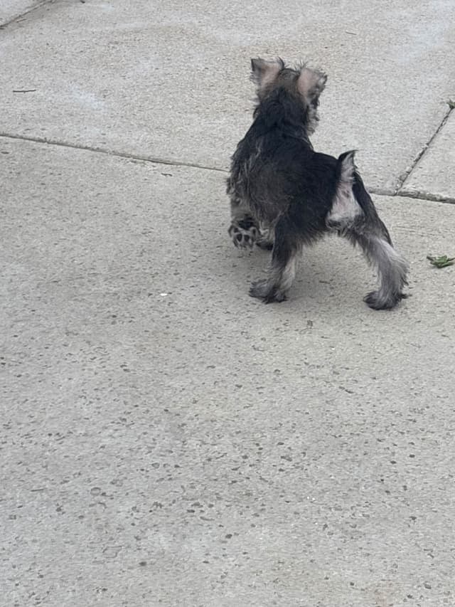 Miniature Schnauzer Puppies media 16