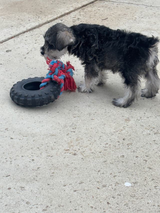 Miniature Schnauzer Puppies media 17