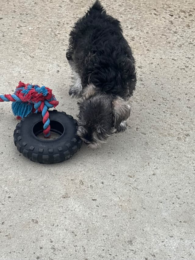Miniature Schnauzer Puppies media 18