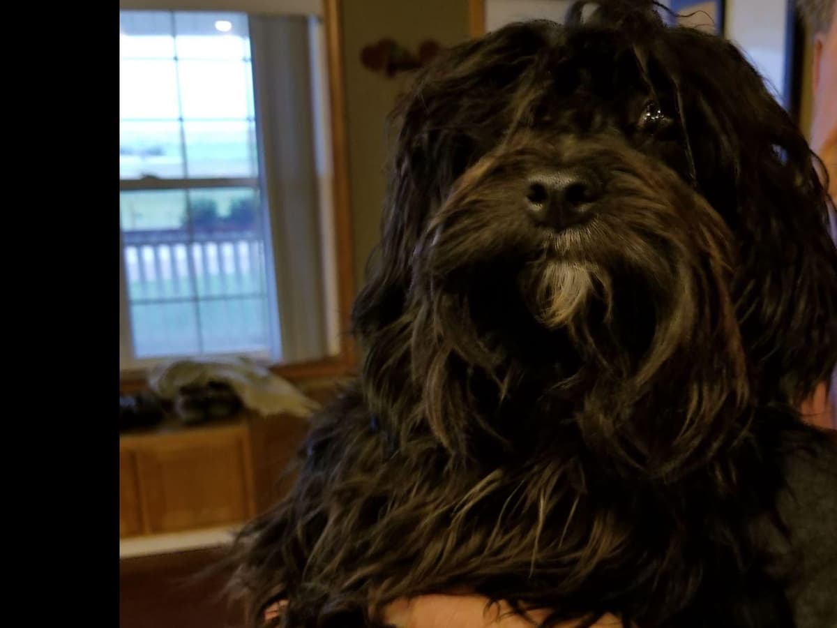 Havanese Puppies breeder image 2