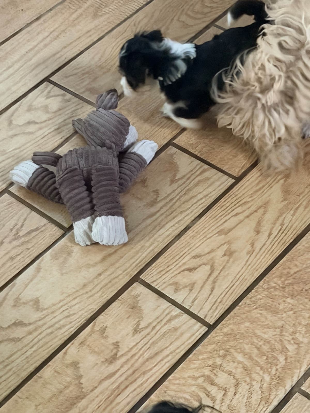 Havanese Puppies breeder image 3