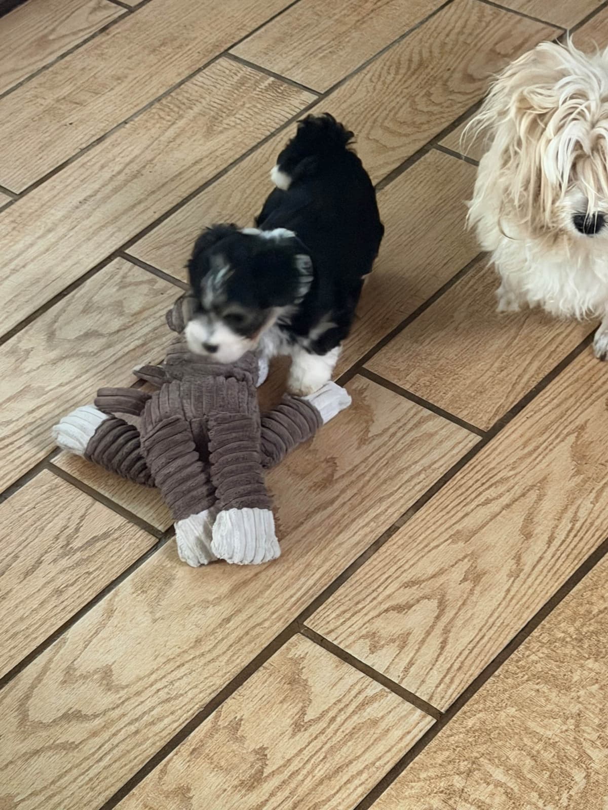 Havanese Puppies breeder image 4