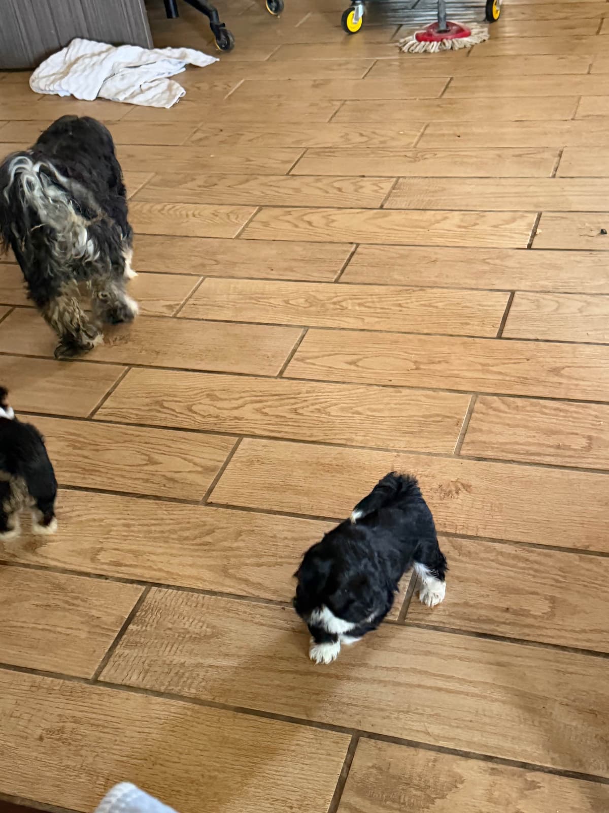 Havanese Puppies breeder image 8