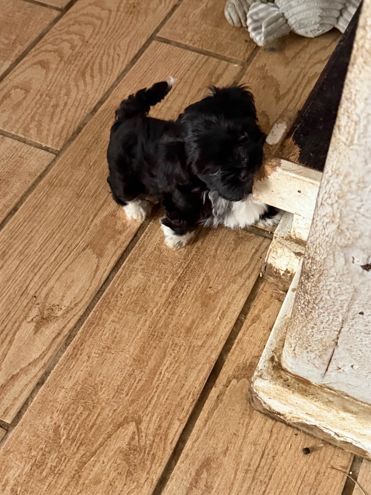 Havanese Puppies breeder image 7
