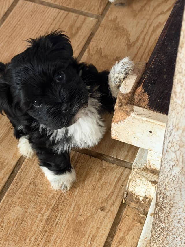 Havanese Puppies media 2
