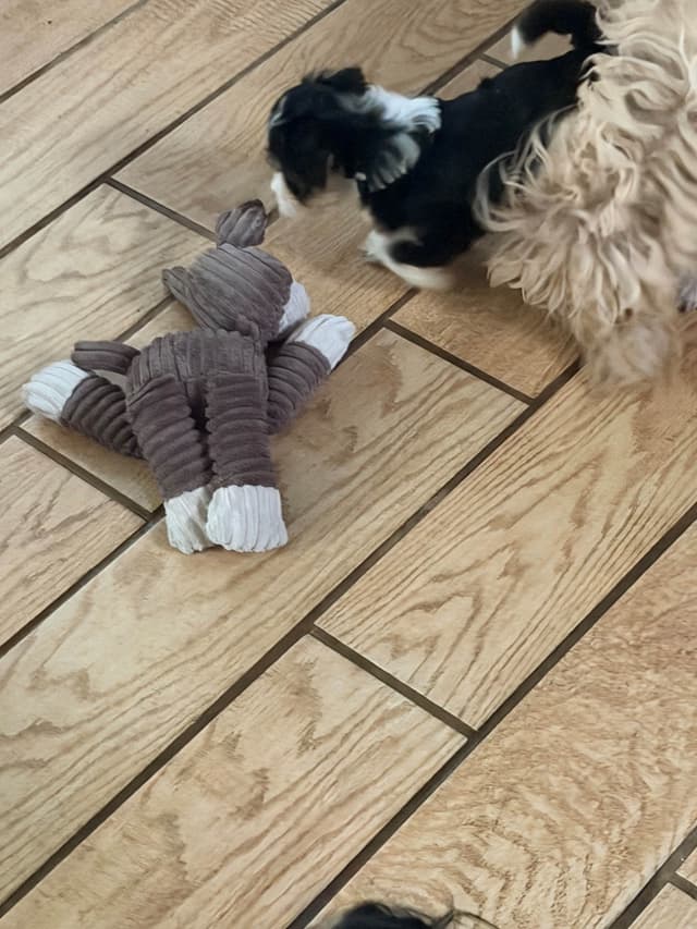 Havanese Puppies media 5