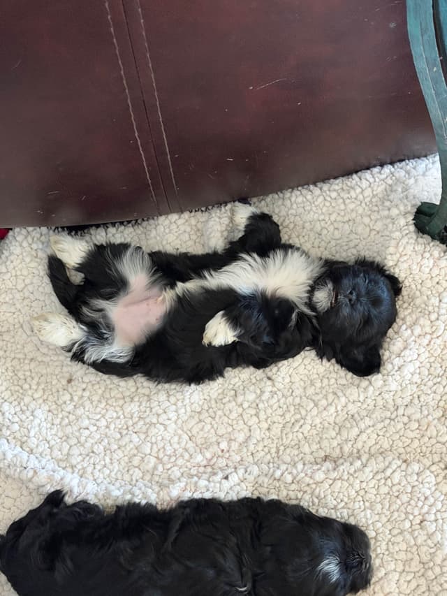 Havanese Puppies media 3