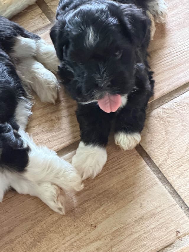 Havanese Puppies media 6