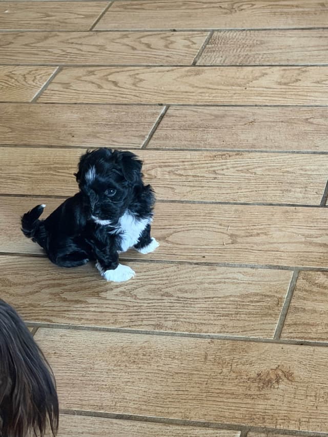Havanese Puppies media 9