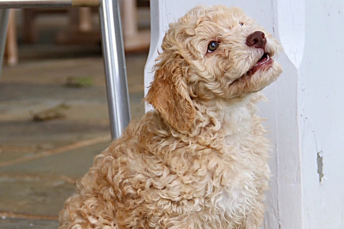 Lagotto Romagnolo Puppies breeder image 4