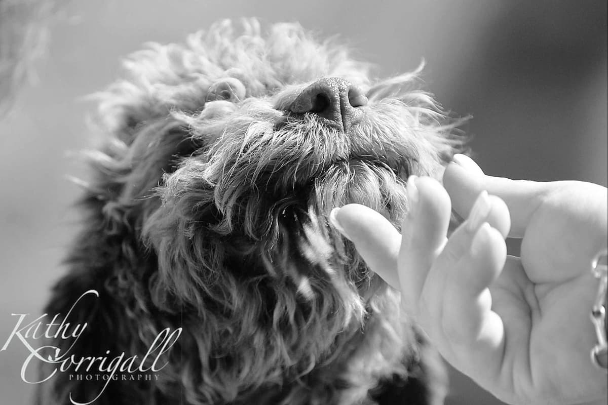 Lagotto Romagnolo Puppies breeder image 1
