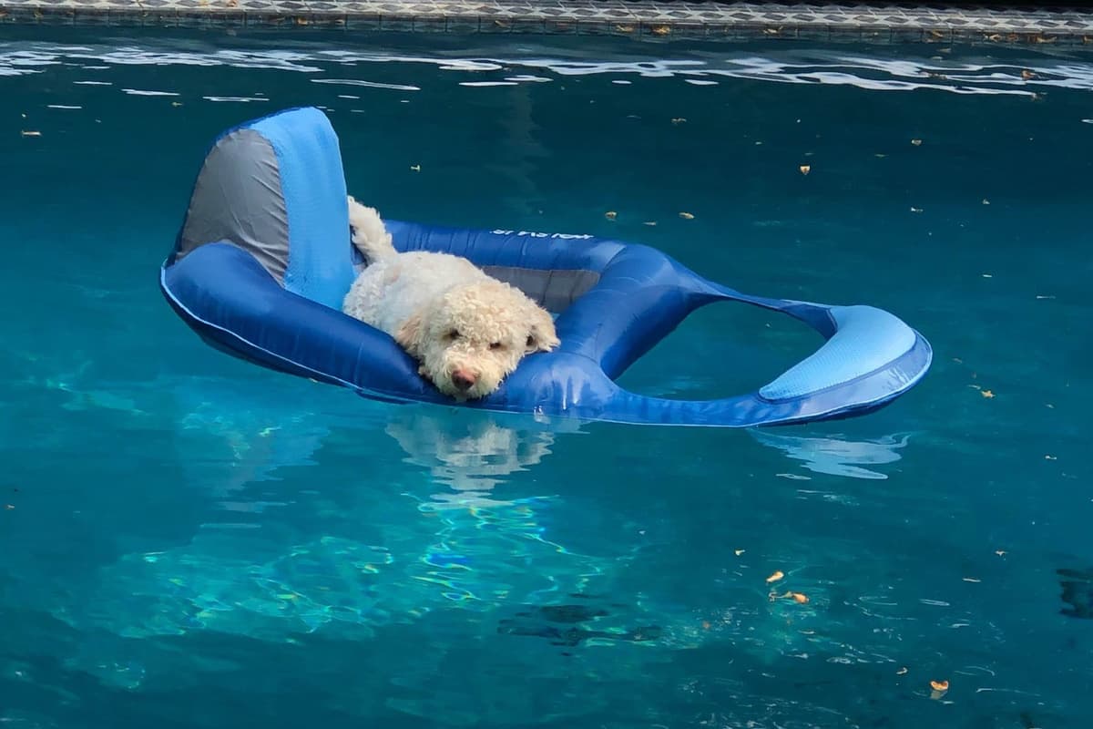 Lagotto Romagnolo Puppies breeder image 11
