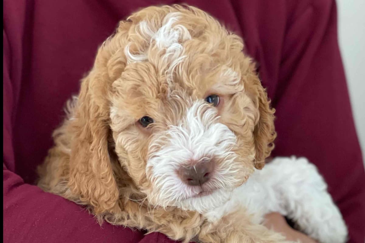 Lagotto Romagnolo Puppies breeder image 13
