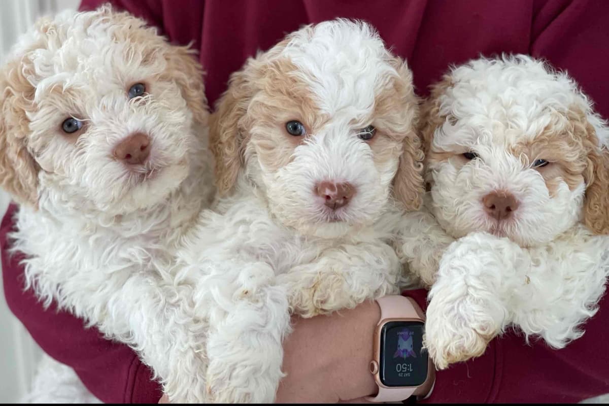 Lagotto Romagnolo Puppies breeder image 14