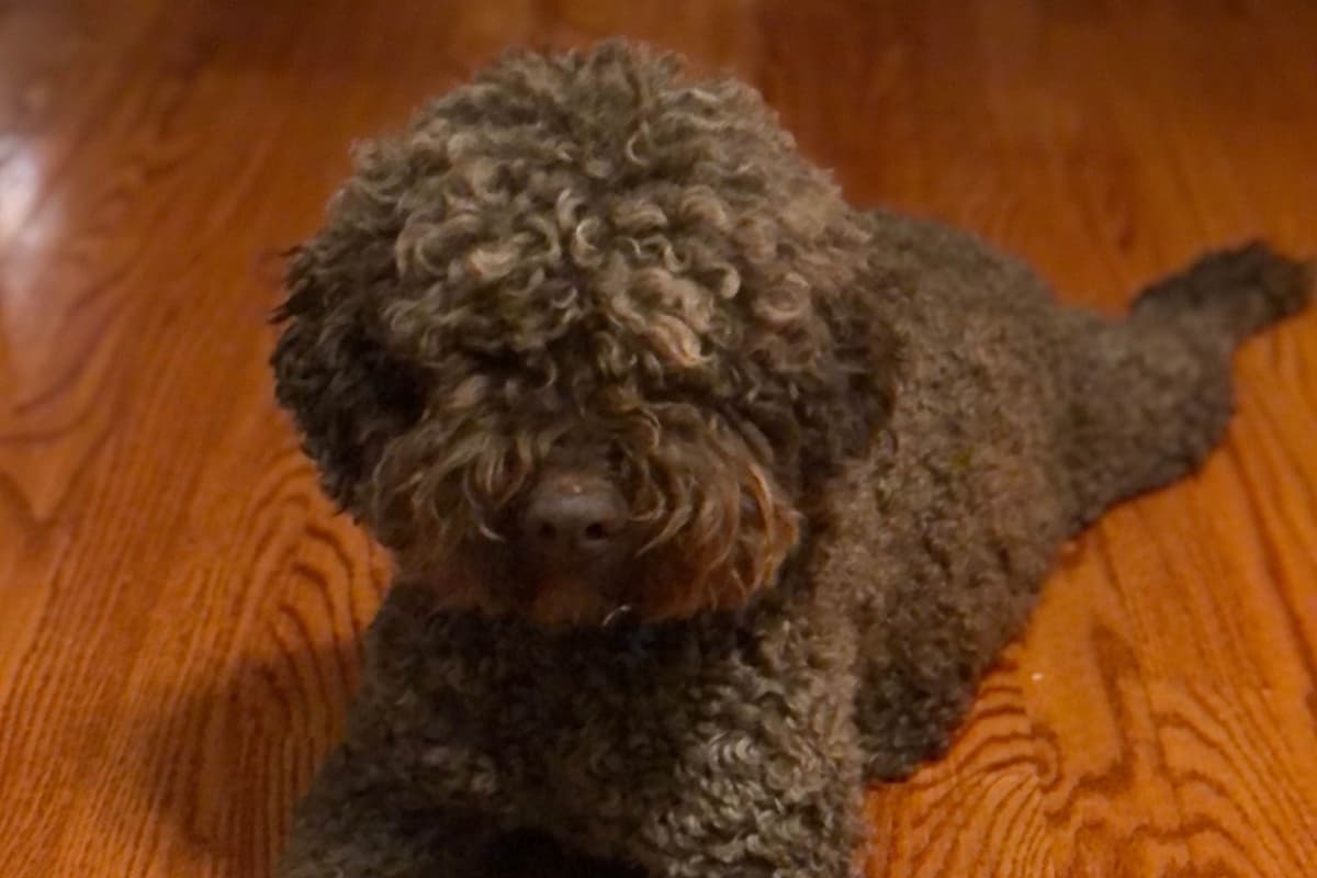 Lagotto Romagnolo Puppies breeder image 15