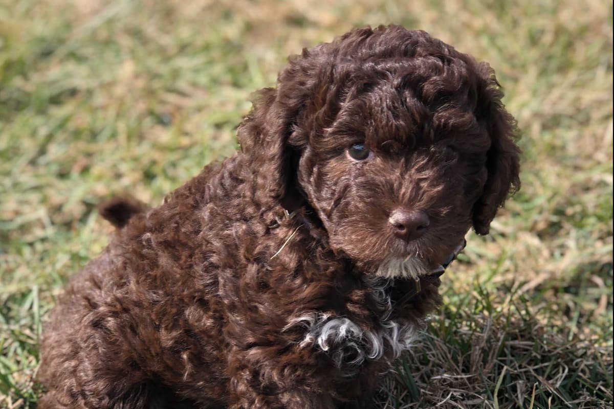 Lagotto Romagnolo Puppies breeder image 17