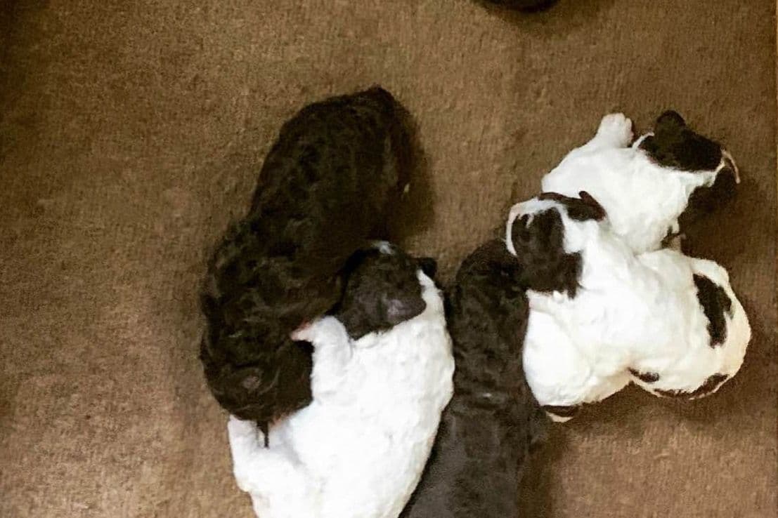 Lagotto Romagnolo Puppies breeder image 18