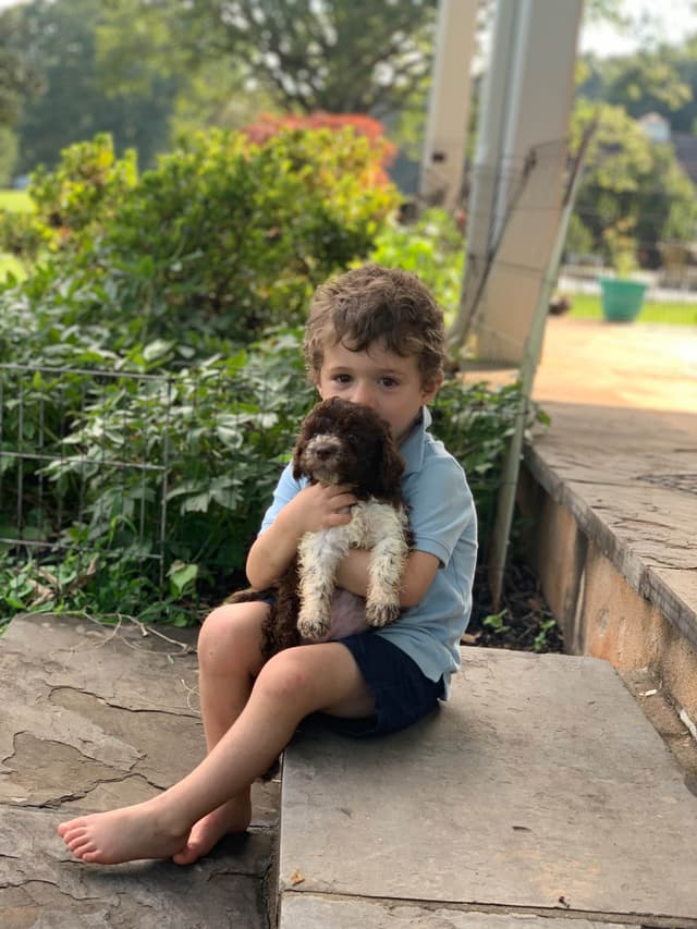 Lagotto Romagnolo Puppies media 2