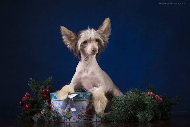 Chinese Crested Puppies breeder image 1