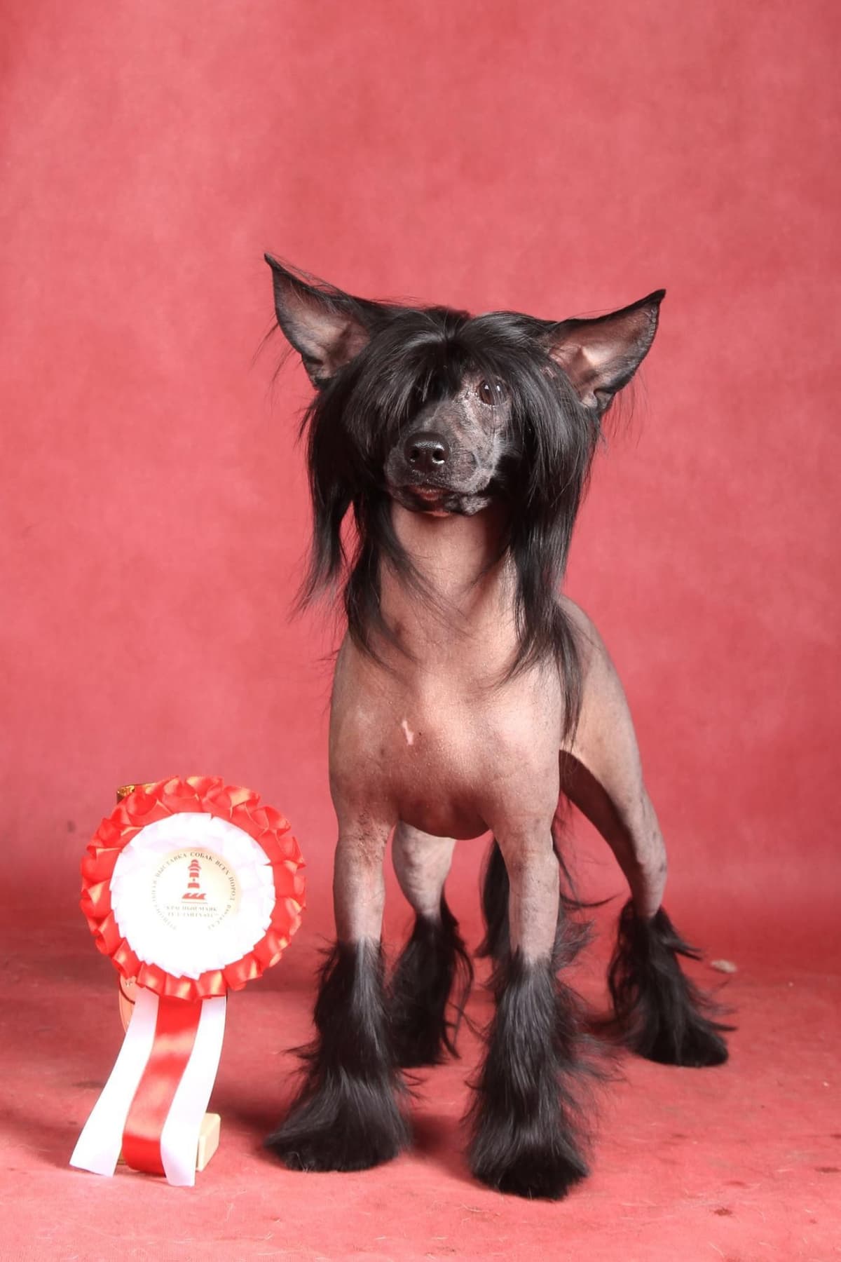 Chinese Crested Puppies breeder image 4