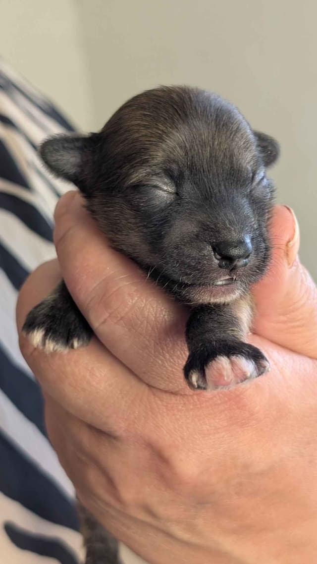 Chinese Crested Puppies media 2