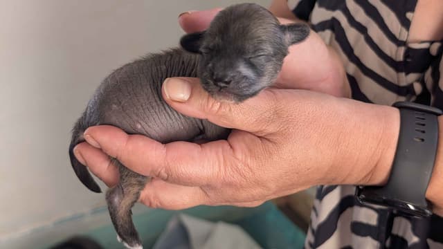 Chinese Crested Puppies media 4