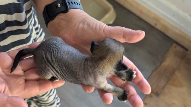 Chinese Crested Puppies media 3