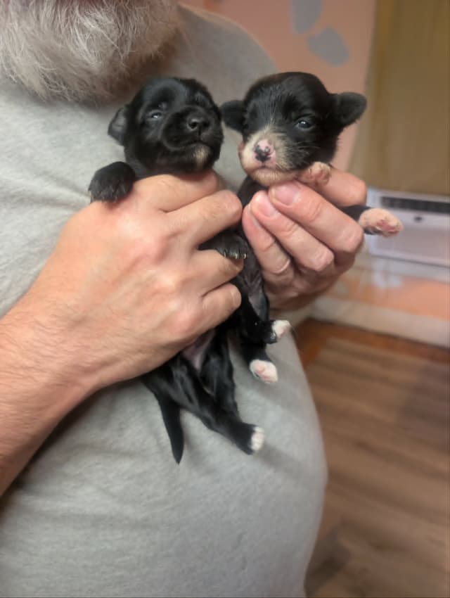 Chinese Crested Puppies media 4