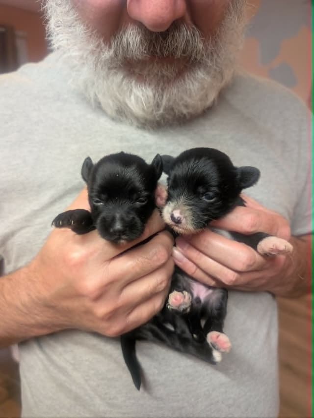Chinese Crested Puppies media 3