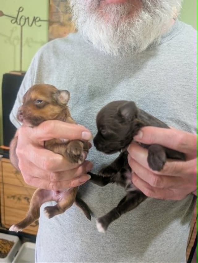 Chinese Crested Puppies media 2