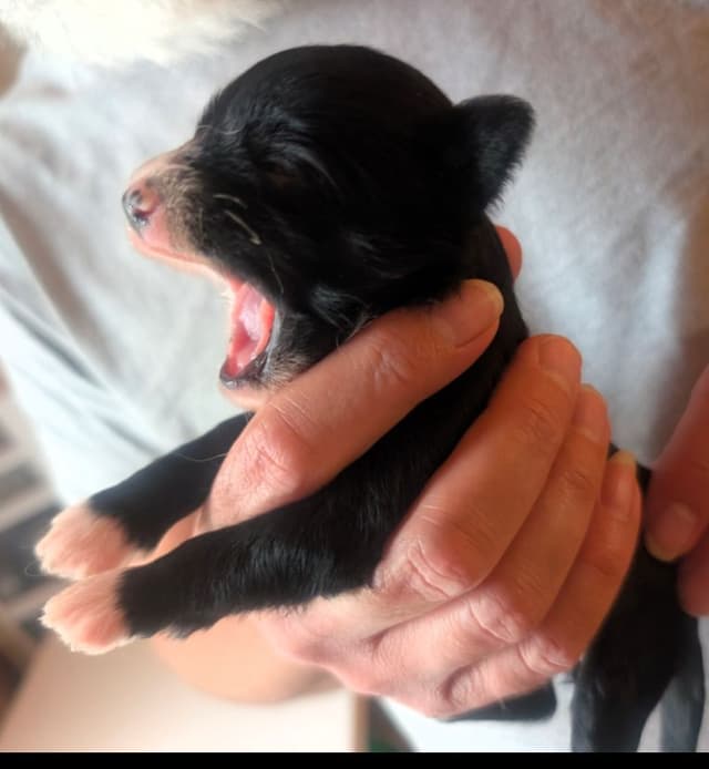 Chinese Crested Puppies media 8
