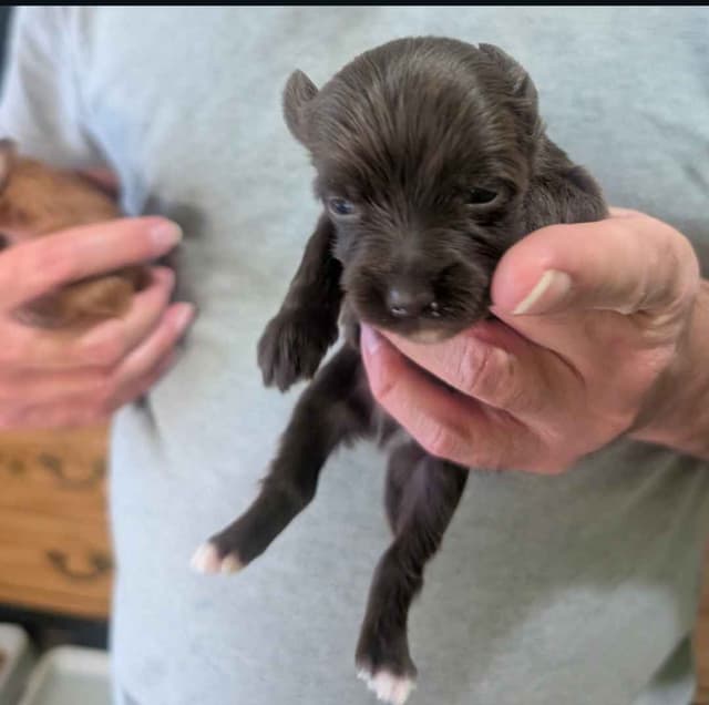 Chinese Crested Puppies media 9