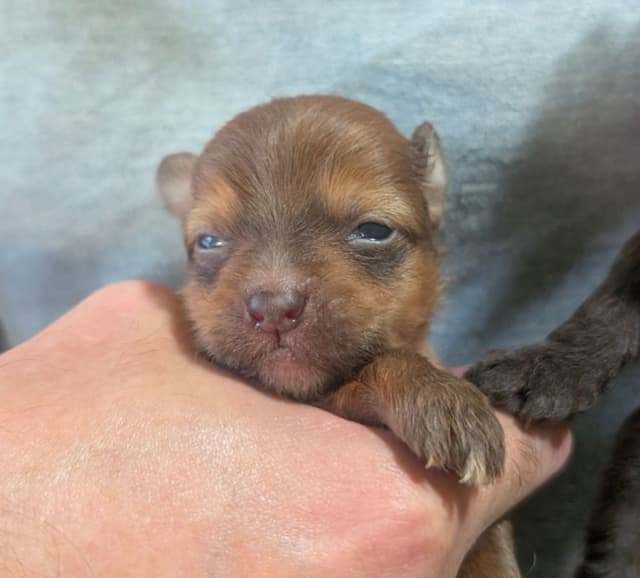 Chinese Crested Puppies media 7