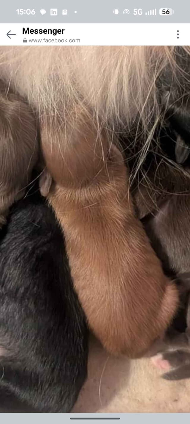 Chinese Crested Puppies media 10