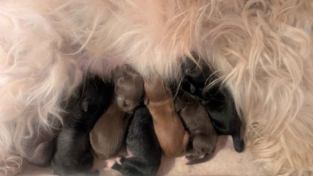 Chinese Crested Puppies media 11
