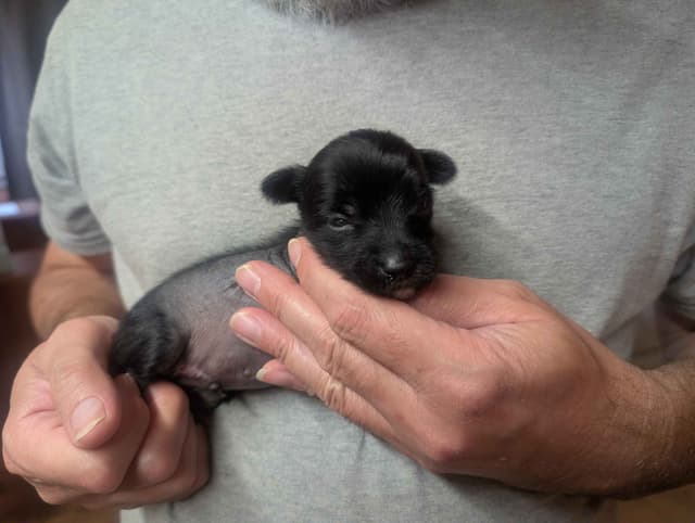 Chinese Crested Puppies media 13