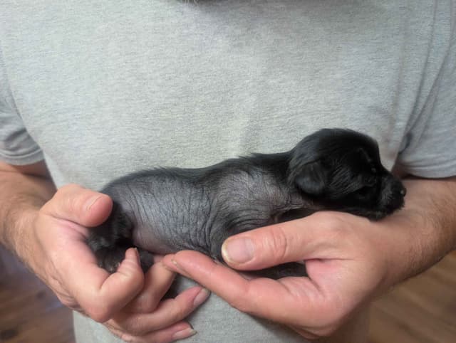 Chinese Crested Puppies media 14