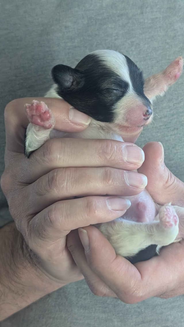 Chinese Crested Puppies media 6