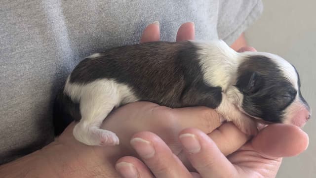 Chinese Crested Puppies media 8
