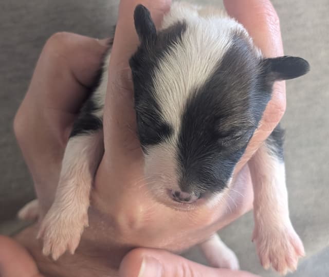 Chinese Crested Puppies media 7