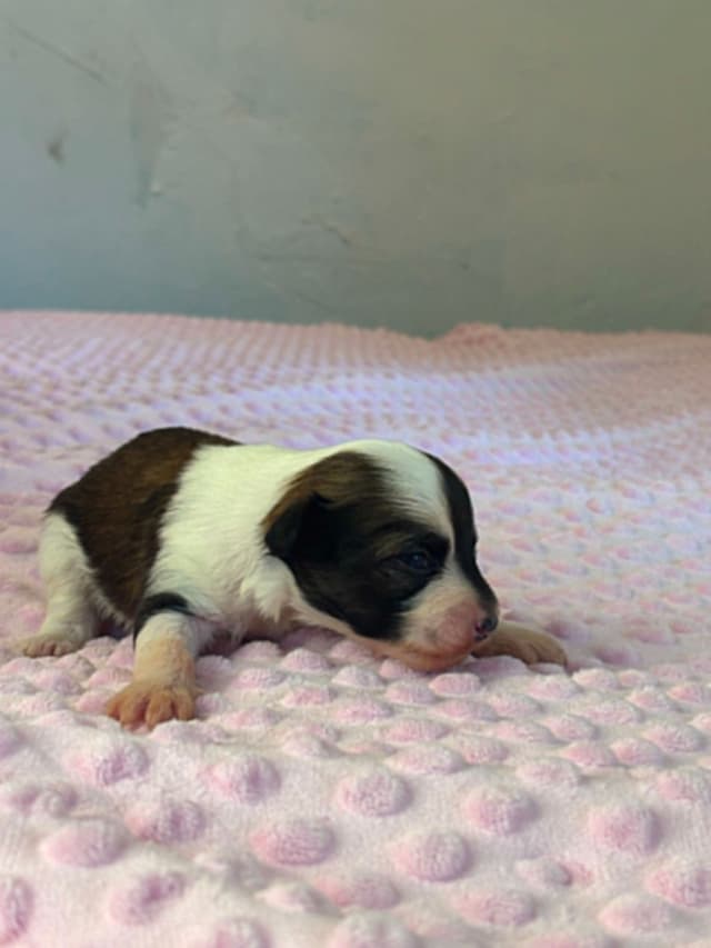 Chinese Crested Puppies media 9