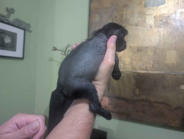 Chinese Crested Puppies media 11