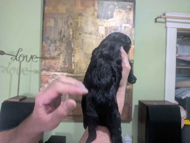 Chinese Crested Puppies media 2