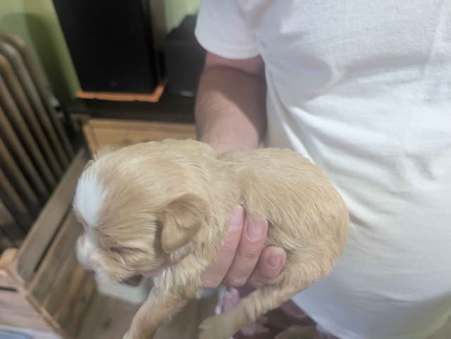 Chinese Crested Puppies media 15